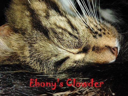 Ebony's Clowder
